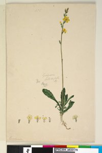 Seite 185. Goodenia bellidifolia von John William Lewin
