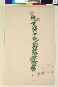 Seite 186. Bauera rubioides von John William Lewin