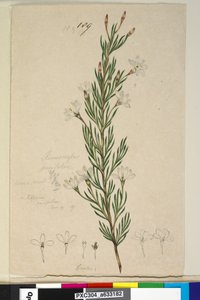 Seite 189. Ricinocarpus pinifolius von John William Lewin