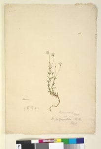 Seite 18. Mitrasacme polymorpha von John William Lewin