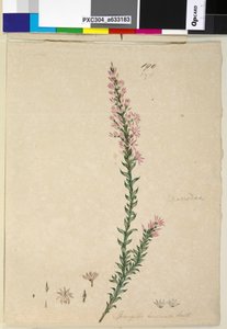 Seite 190. Sprengelia incarnata von John William Lewin