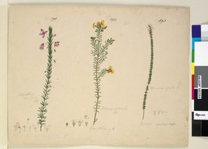 Seite 191. Tetratheca ericifolia; 192. Dillwynia glaberrima; 193. Epacris microphylla