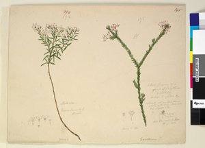 Seite 194. Zieria lanceolata Zieria smithii; 195. Eine schlechte Darstellung einer Art von Calythrix von John William Lewin