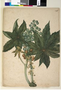 Seite 196. Ricinus Ricinus communis von John William Lewin