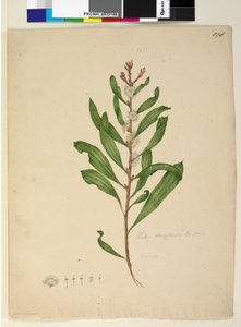Seite 198. Hakea dactyloides
