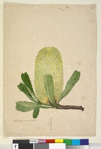 Seite 19. Banksia serrata