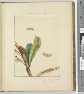 Seite 19. Platte 5 Cryptophasa Strigata von John William Lewin