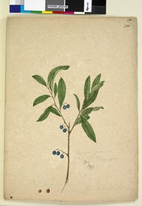 Seite 200. Elaeocarpus reticulatus von John William Lewin