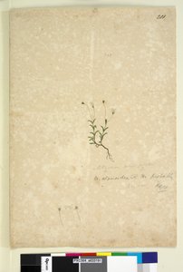 Seite 201. Mitrasacme alsinoides von John William Lewin