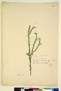 Seite 202. Pimelia linifolia von John William Lewin