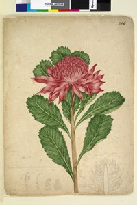 Seite 206. Telopea speciosissima von John William Lewin