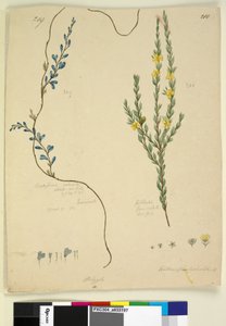 Seite 209. Comesperma volubile; 210. Hibbertia fasciculata von John William Lewin