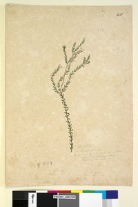 Seite 213. Epacrideae Leucopogon sp. von John William Lewin