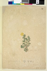 Seite 214. Hibbertia diffusa