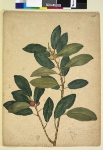 Seite 216. Ficus rubiginosa von John William Lewin