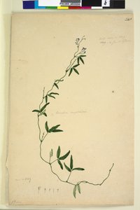 Seite 218. Kennedia comptoniana Hardenbergia comptoniana