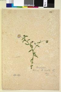 Seite 220. Brachycome multifida von John William Lewin