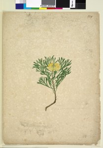 Seite 224. Isopogon anemonifolius von John William Lewin