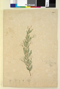 Seite 226. Ricinocarpus pinifolius