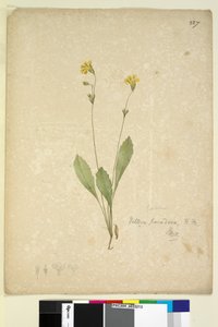 Seite 227. Velleia paradoxa von John William Lewin