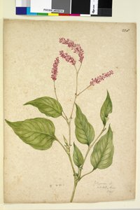 Seite 228. Polygonum orientale von John William Lewin
