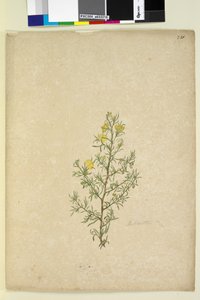 Seite 231. Hibbertia sp von John William Lewin
