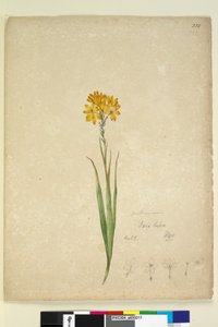 Seite 232. Ixia lutea von John William Lewin