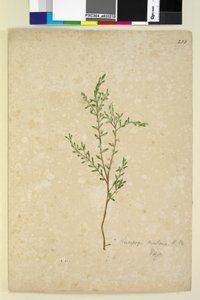 Seite 233. Leucopogon von John William Lewin