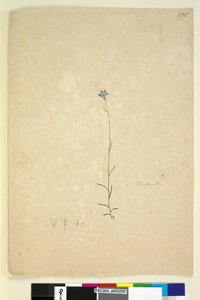 Seite 235. Campanula von John William Lewin