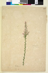 Seite 236. Sprengelia von John William Lewin