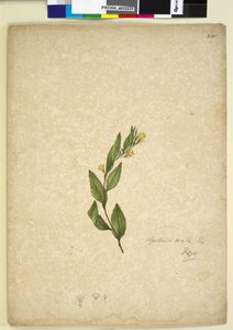 Seite 238. Goodenia ovata von John William Lewin