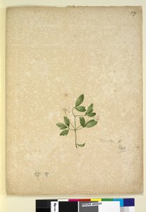 Seite 239. Clematis von John William Lewin