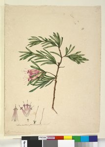 Seite 23. Lambertia formosa von John William Lewin