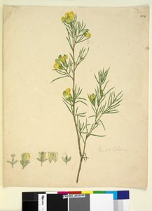 Seite 244. Gompholobium von John William Lewin