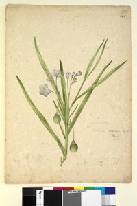 Seite 245. Solanum vescum von John William Lewin