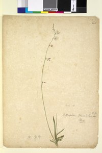 Seite 246. Arthropodium paniculatum von John William Lewin