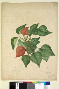 Seite 247. Homolanthus populifolius Omalanthus populifolius, ca. 1803-06 von John William Lewin