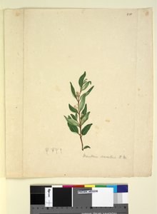 Seite 251. Marsdenia suaveolens von John William Lewin