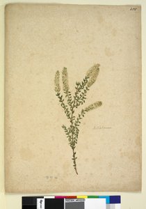 Seite 255. Melaleuca von John William Lewin