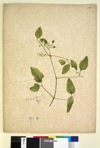 Seite 256. Clematis glycinoides von John William Lewin