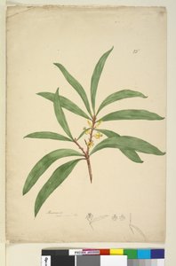Seite 25. Persoonia salicina