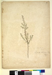 Seite 261. Lissanthe strigosa von John William Lewin