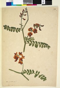 Seite 262. Signiert: I.W.L. 30. Nov. 1805 von John William Lewin