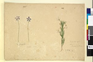 Seite 265. Glossodia minor; 266. Ricinocarpus