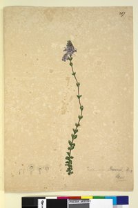 Seite 267. Euphrasia brownii von John William Lewin