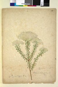Seite 268. Helichrysum diosmifolium Ozothamnus diosmifolius