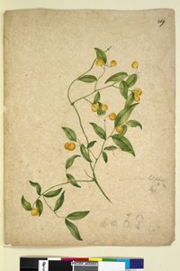 Seite 269. Eustrephus latifolius von John William Lewin