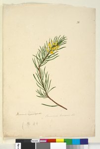 Seite 26. Persoonia linearis