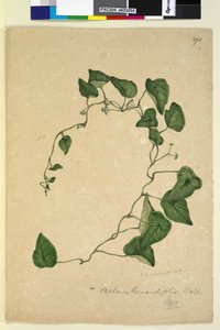 Seite 270. Stephania hernandiaefolia von John William Lewin