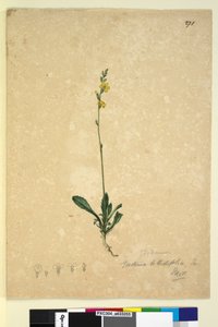 Seite 271. Goodenia bellidifolia von John William Lewin